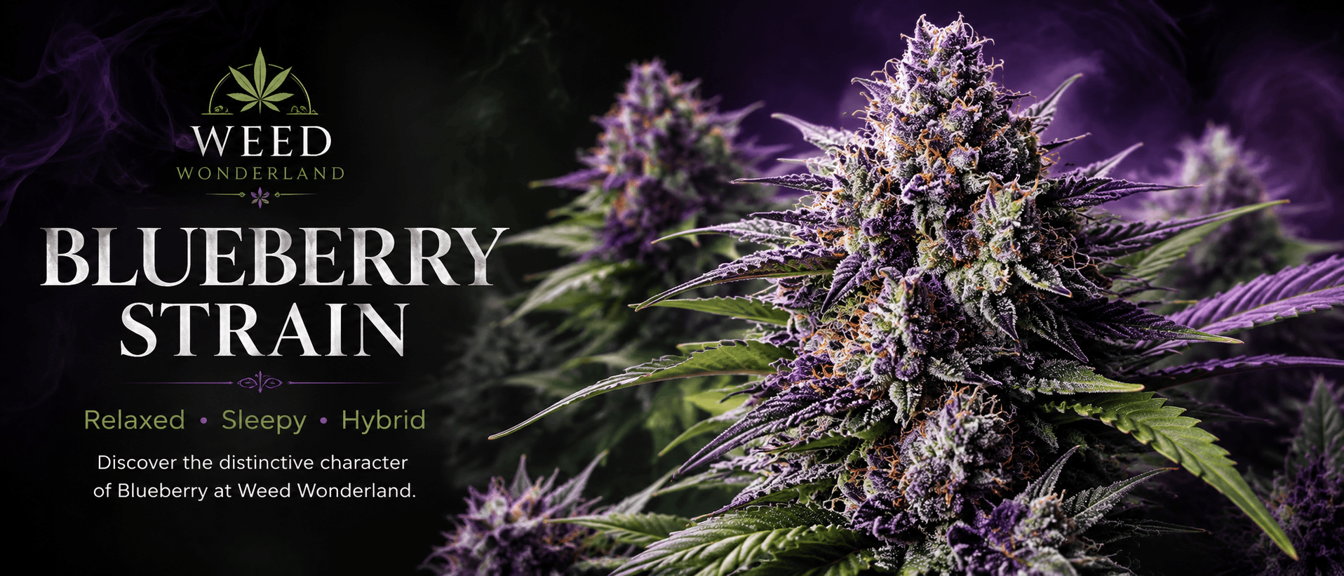 Buy Blueberry today online UK pay crypto Buy Blueberry today online UK pay crypto
