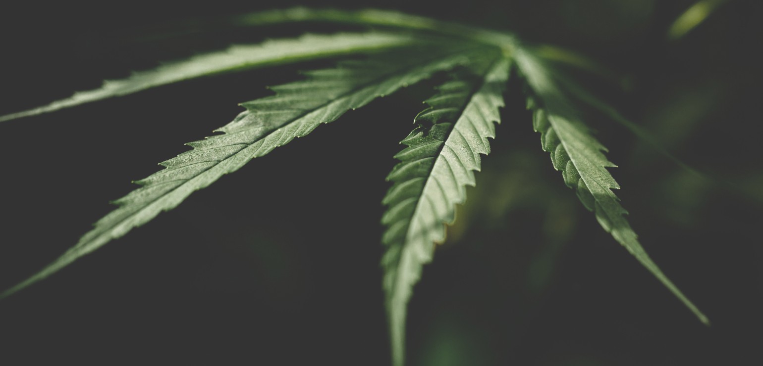 Giggly Weed in UK