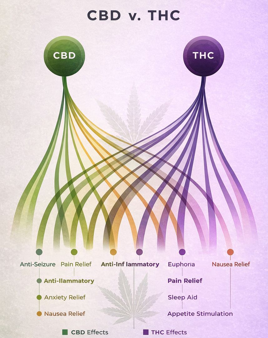 Buy Weed at Weed Wonderland for health with delivery UK Buy Weed at Weed Wonderland for health with delivery UK