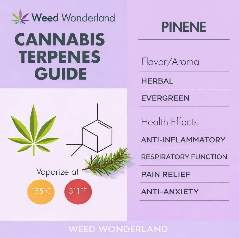 Buy Weed at Weed Wonderland with delivery UK Buy Weed at Weed Wonderland with delivery UK