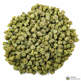 Mini Buds NEW
