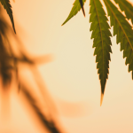 Cannabis and Sunstroke: What You Need to Know This Summer