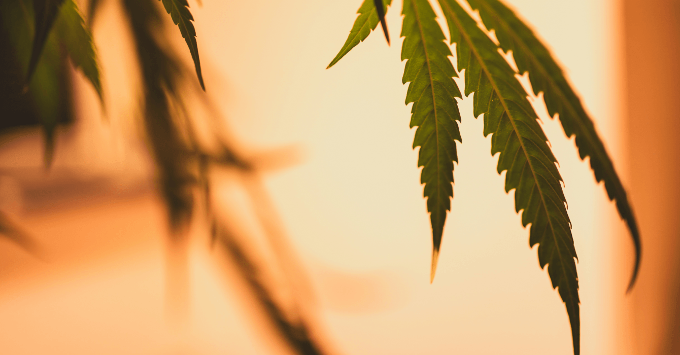 Cannabis and Sunstroke: What You Need to Know This Summer