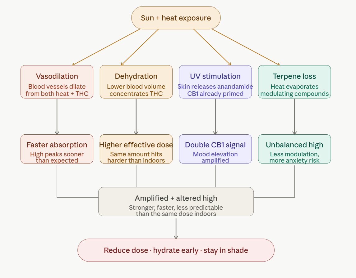 How sun and heat change your cannabis experience