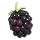 Blackberry