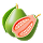 Guava